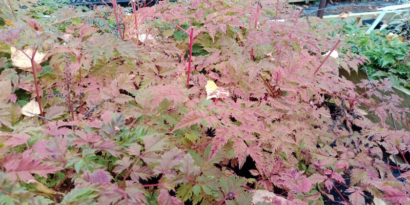 Aruncus aethusifolius 'Opulenz' Волжанка петрушколистная